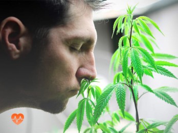 Детоксикация от марихуаны в Сурхахи